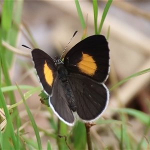 Candalides xanthospilos (Yellow-spotted Blue) at Moruya, NSW by LisaH