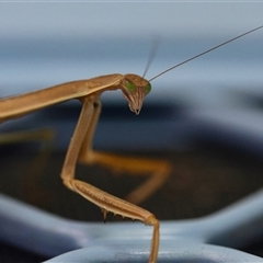 Archimantis sp. (genus) at Moruya, NSW - 7 Jan 2025 by LisaH