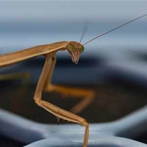 Archimantis sp. (genus) at Moruya, NSW by LisaH