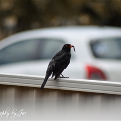 Turdus merula (Eurasian Blackbird) at Kandos, NSW - 11 Jan 2025 by aussiejai