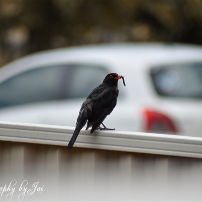 Turdus merula (Eurasian Blackbird) at Kandos, NSW - 11 Jan 2025 by aussiejai