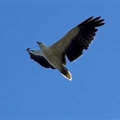 Haliaeetus leucogaster (White-bellied Sea-Eagle) at Yanakie, VIC - 11 Jan 2025 by Louisab