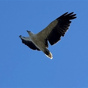 Haliaeetus leucogaster (White-bellied Sea-Eagle) at Yanakie, VIC by Louisab