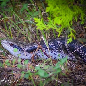 Tiliqua scincoides scincoides at Kandos, NSW - suppressed