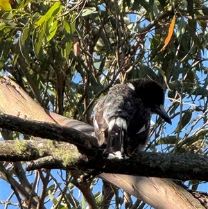 Cracticus torquatus (Grey Butcherbird) at Yanakie, VIC by Louisab