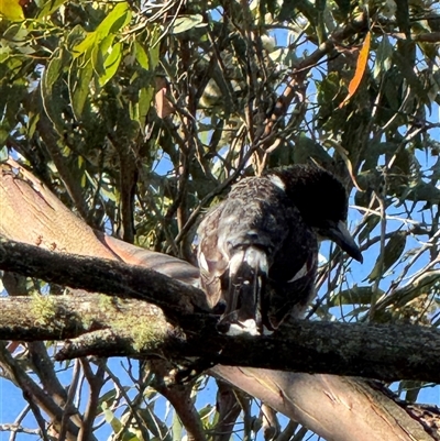 Cracticus torquatus (Grey Butcherbird) at Yanakie, VIC - 11 Jan 2025 by Louisab