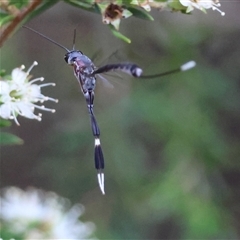 Unidentified Wasp (Hymenoptera, Apocrita) at Moruya, NSW - 9 Jan 2025 by LisaH