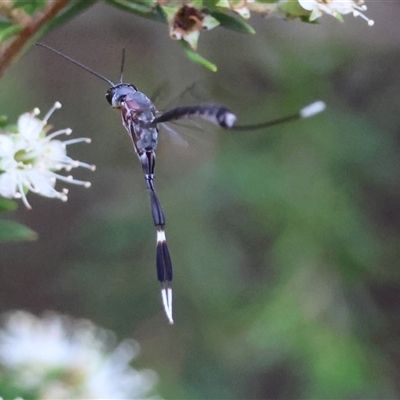 Unidentified Wasp (Hymenoptera, Apocrita) at Moruya, NSW - 9 Jan 2025 by LisaH