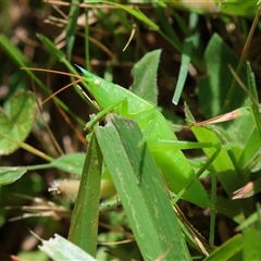 Pseudorhynchus mimeticus (Snout nose katydid) at Moruya, NSW - 9 Jan 2025 by LisaH