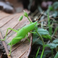 Pseudorhynchus mimeticus at Moruya, NSW - suppressed