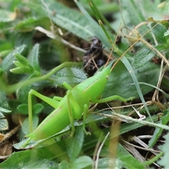Pseudorhynchus mimeticus at Moruya, NSW - suppressed