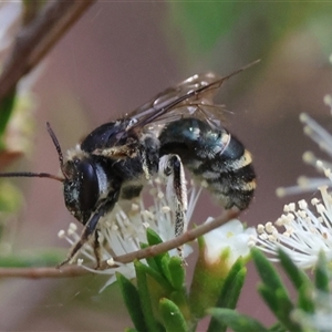 Lipotriches (Austronomia) australica at Moruya, NSW by LisaH