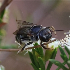 Lipotriches (Austronomia) australica at Moruya, NSW - 9 Jan 2025