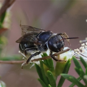 Lipotriches (Austronomia) australica at Moruya, NSW - 9 Jan 2025