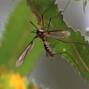 Leptotarsus (Leptotarsus) clavatus at Moruya, NSW - suppressed