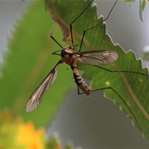 Leptotarsus (Leptotarsus) clavatus (A crane fly) at Moruya, NSW by LisaH