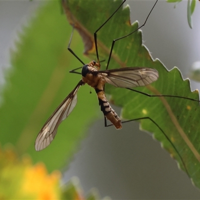 Leptotarsus (Leptotarsus) clavatus (A crane fly) at Moruya, NSW - 9 Jan 2025 by LisaH