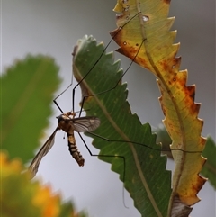 Leptotarsus (Leptotarsus) clavatus at Moruya, NSW - suppressed