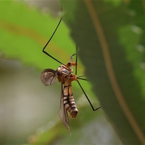 Leptotarsus (Leptotarsus) clavatus at Moruya, NSW - suppressed