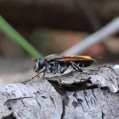 Unidentified Robber fly (Asilidae) at Moruya, NSW - 9 Jan 2025 by LisaH