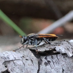 Unidentified Robber fly (Asilidae) at Moruya, NSW by LisaH