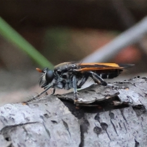 Orthogonis ornatipennis at Moruya, NSW - suppressed