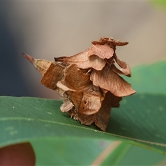 Hyalarcta huebneri (Leafy Case Moth) at Moruya, NSW - 9 Jan 2025 by LisaH