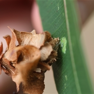 Hyalarcta huebneri at Moruya, NSW - suppressed