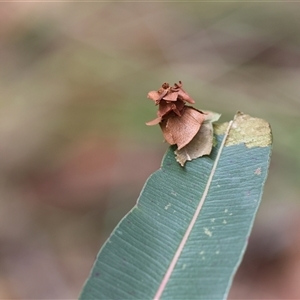 Hyalarcta huebneri at Moruya, NSW - suppressed