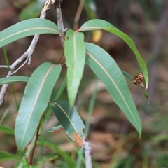 Hyalarcta huebneri at Moruya, NSW - 9 Jan 2025