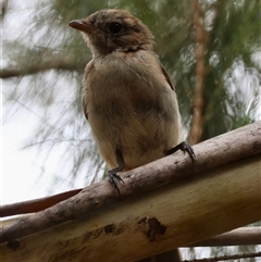 Pachycephala pectoralis (Golden Whistler) at Moruya, NSW - 9 Jan 2025 by LisaH