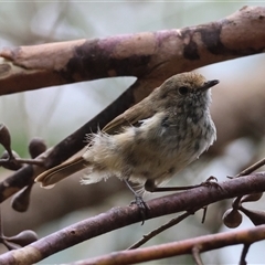 Acanthiza pusilla (Brown Thornbill) at Moruya, NSW - 9 Jan 2025 by LisaH