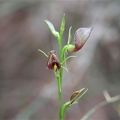 Cryptostylis erecta (Bonnet Orchid) at Moruya, NSW - 9 Jan 2025 by LisaH