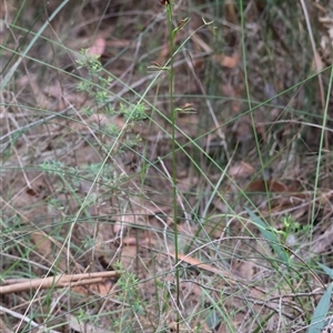 Cryptostylis erecta at Moruya, NSW - suppressed