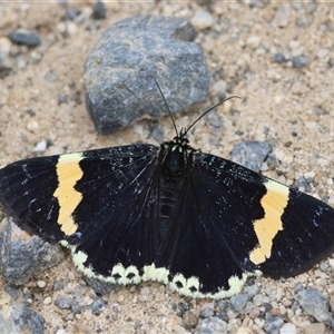 Eutrichopidia latinus (Yellow-banded Day-moth) at Moruya, NSW by LisaH