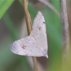 Dichromodes estigmaria (Pale Grey Heath Moth) at Moruya, NSW - 8 Jan 2025 by LisaH