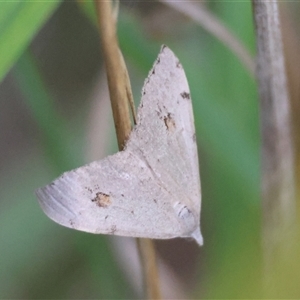 Dichromodes estigmaria (Pale Grey Heath Moth) at Moruya, NSW by LisaH