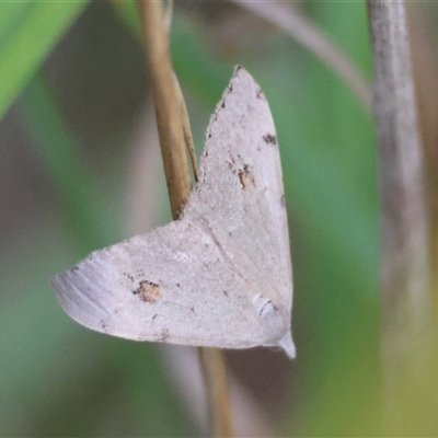 Dichromodes estigmaria (Pale Grey Heath Moth) at Moruya, NSW - 8 Jan 2025 by LisaH