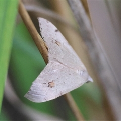 Dichromodes estigmaria at Moruya, NSW - suppressed