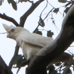 Cacatua sanguinea at Gundaroo, NSW - 4 Dec 2024