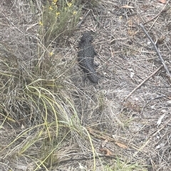 Tiliqua rugosa (Shingleback Lizard) at Ainslie, ACT - 11 Jan 2025 by Clarel