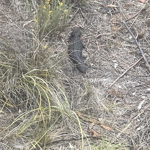 Tiliqua rugosa at Ainslie, ACT - 11 Jan 2025 05:07 PM