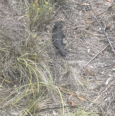 Tiliqua rugosa (Shingleback Lizard) at Ainslie, ACT - 11 Jan 2025 by Clarel