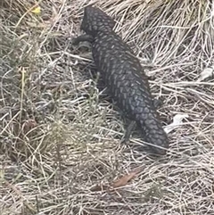 Tiliqua rugosa at Ainslie, ACT - 11 Jan 2025 05:07 PM