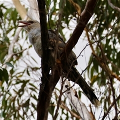 Scythrops novaehollandiae (Channel-billed Cuckoo) at Moruya, NSW - 8 Jan 2025 by LisaH