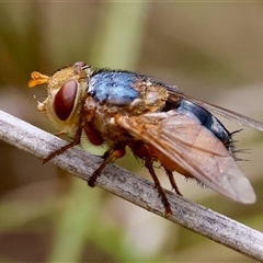 Microtropesa flaviventris (A bristle fly) at Moruya, NSW - 8 Jan 2025 by LisaH