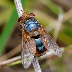 Microtropesa flaviventris at Moruya, NSW - 8 Jan 2025