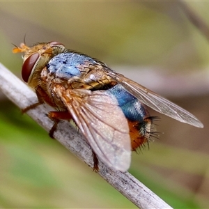 Microtropesa flaviventris at Moruya, NSW - 8 Jan 2025