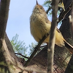 Acanthiza pusilla (Brown Thornbill) at Gundaroo, NSW - 8 Jan 2025 by Gunyijan