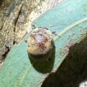 Trachymela sp. (genus) (Brown button beetle) at Ainslie, ACT by Pirom